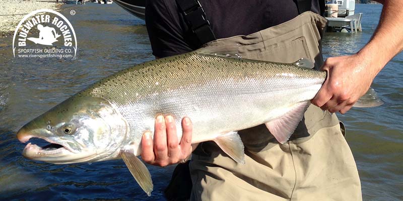 BC Coho Salmon Fishing Charters