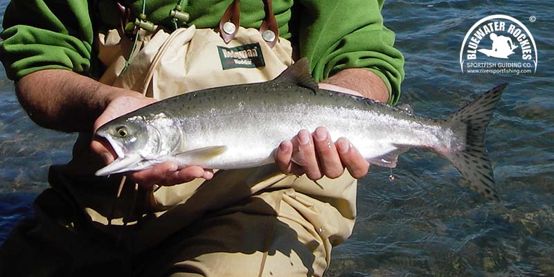 BC Pink Salmon Fishing Charters