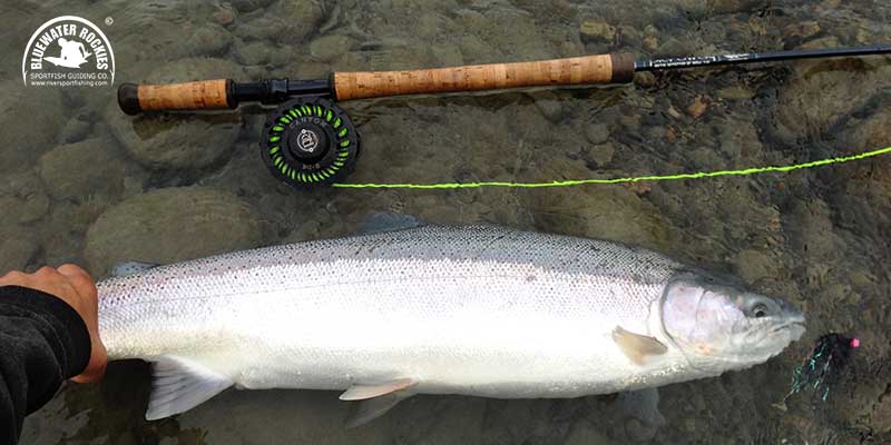 BC Steelhead Fishing Charters