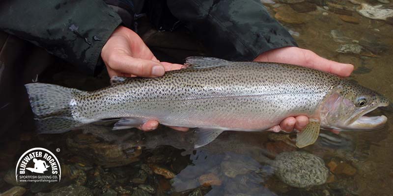 BC Trout Fishing Charters